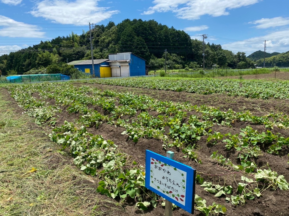 7月22日　安濃の山の畑の草抜きへ…(続き)