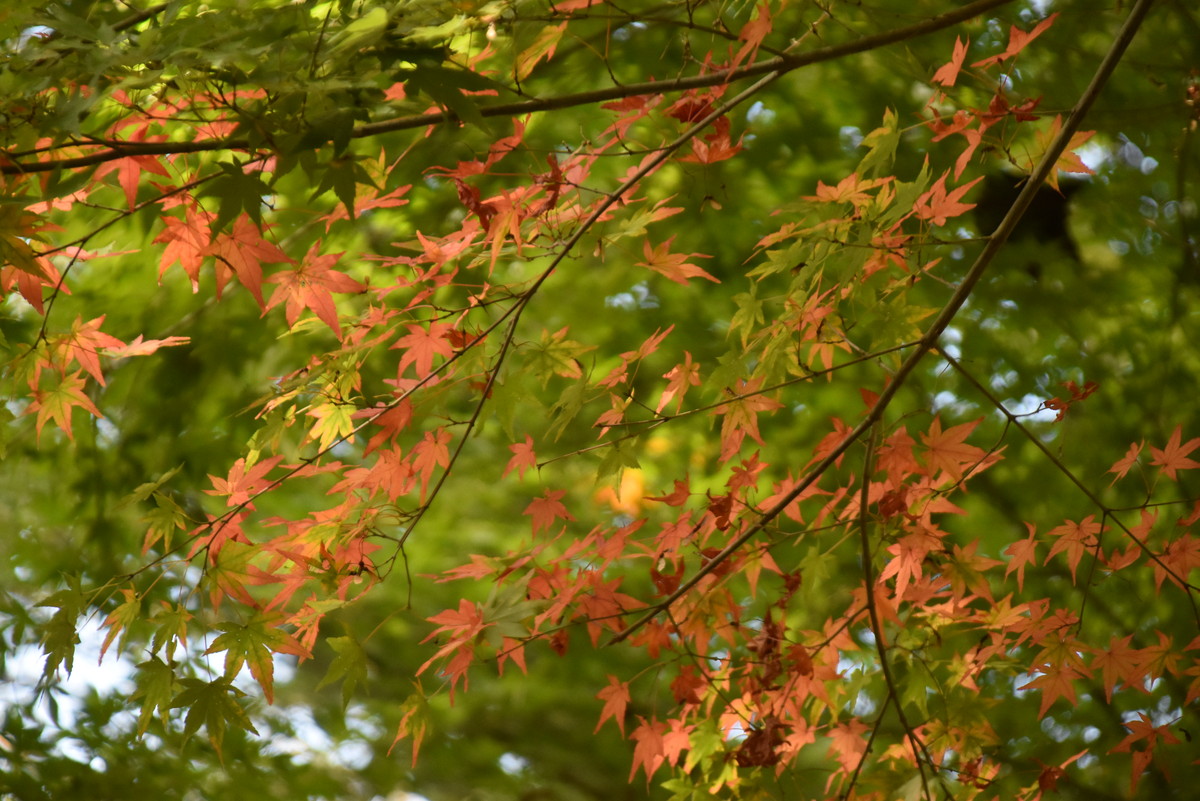 11月8日　安濃の里山かぜのもりOZ　保護者様からのおたより紹介