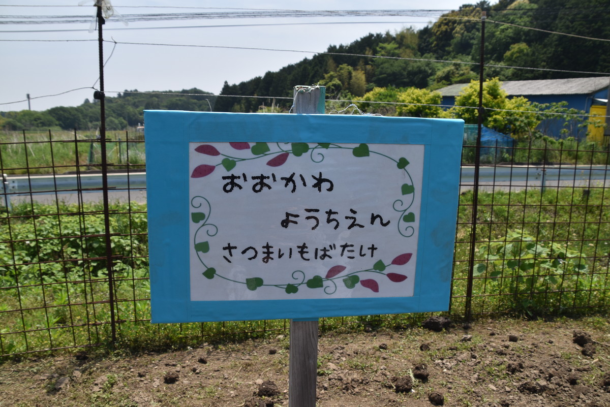 ５月１４日　年長児つるさし