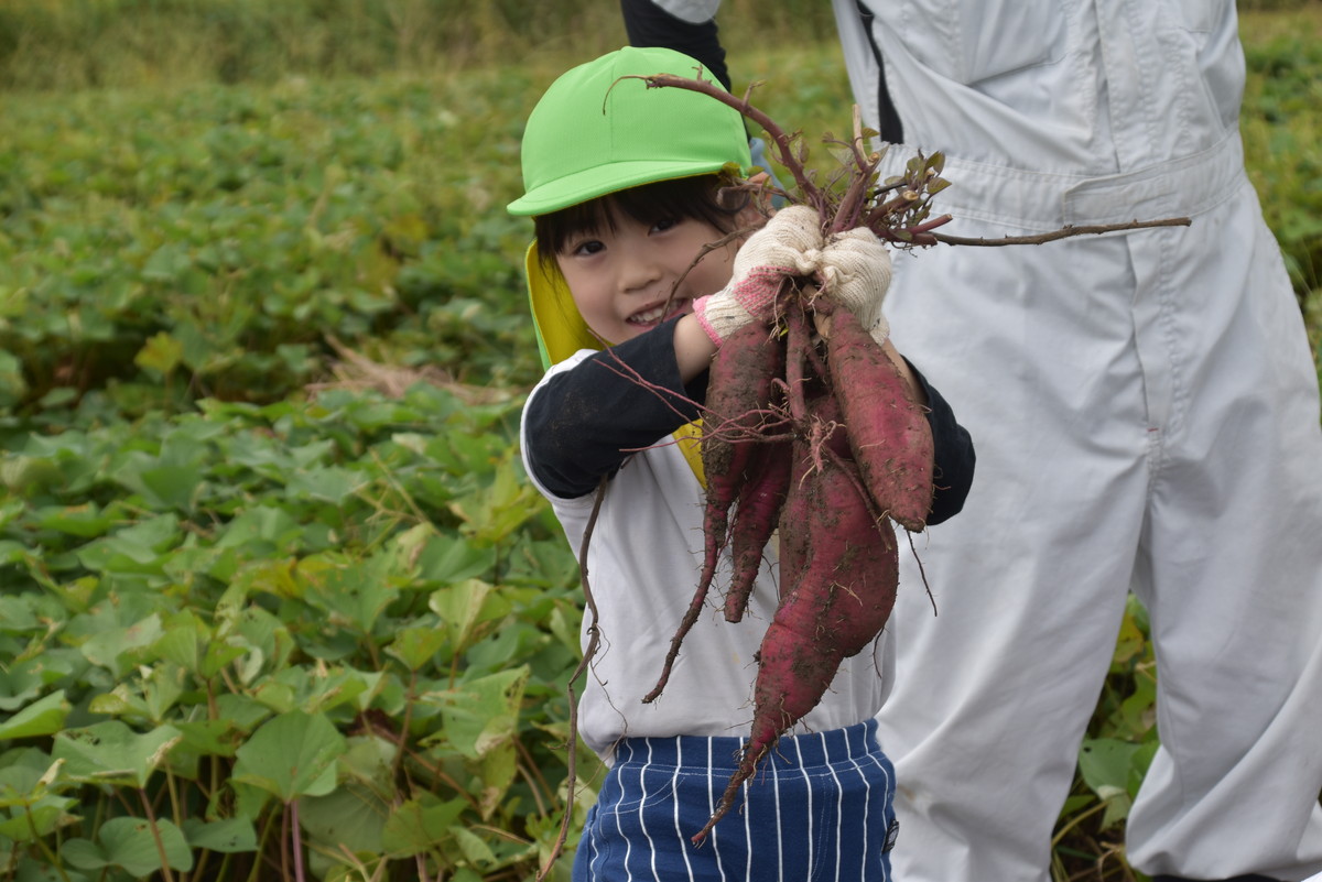 10月22日　さつまいもクイズ　オマケ