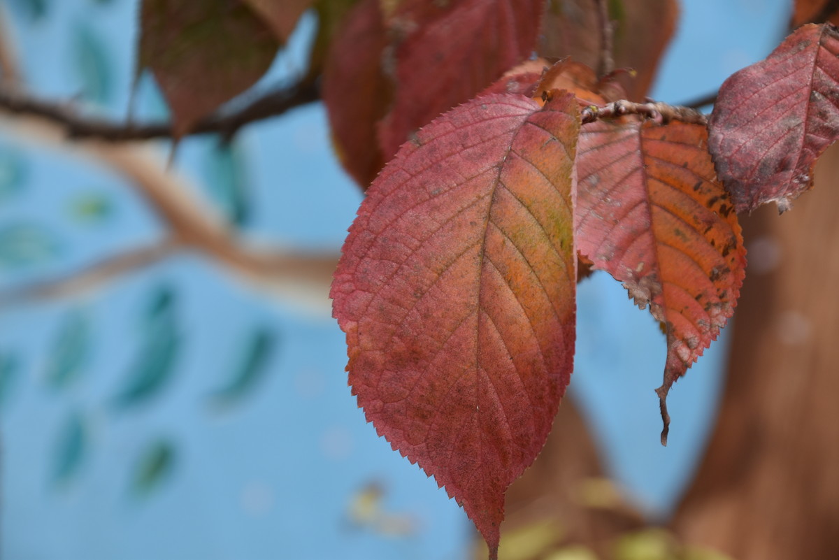 11月12日のくろーばー組さんのあそび