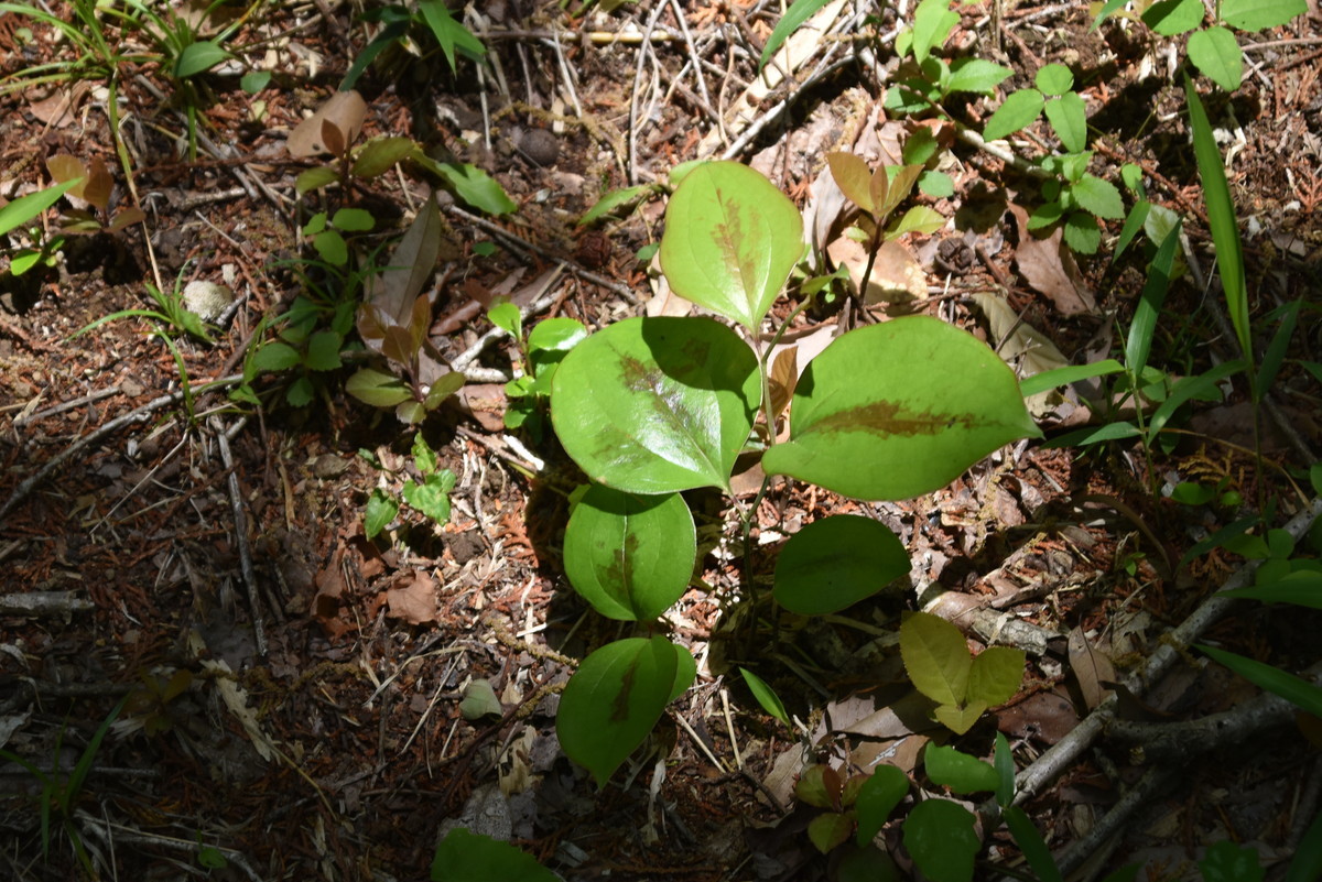 4月28日　年長児    園外保育『安濃の里山』へ